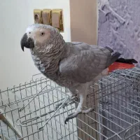 کاسکو ماده سیلور