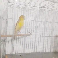 قناری ماده|پرنده|پاکدشت, پاکدشت (مامازند)|دیوار