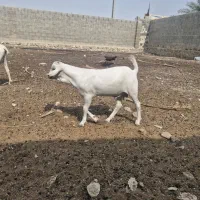 فروش کهره نر سومال