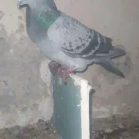 مسافتی نرو ماده