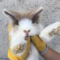 خرگوش مینی لوپ