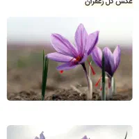 خرید وفروش گل زعفران به نرخ روزبا ارسال به مشهد|گل و گیاه طبیعی|بالا ولایت, |دیوار