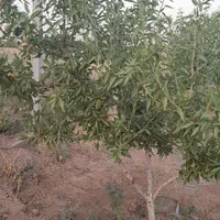 باغ بادام