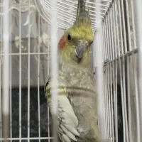 عروس هلندی دستی|پرنده|شیراز, فرودگاه شهید دستغیب شیراز|دیوار