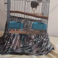 مرغ مینا سه ماه شاه تخم|پرنده|تهران, مشیریه|دیوار