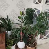 تعدادی گل و گیاه|گل و گیاه طبیعی|کرمانشاه, |دیوار