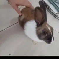 یک عدد ماده بالغ بفروش میرودبا قیمت مناسب