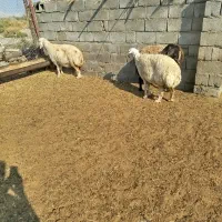 فروش 3عدد میش گوسفند دوقلو زا آبستن نژاد دار|حیوانات مزرعه|ارزوئیه, |دیوار