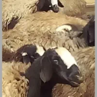 چوپان