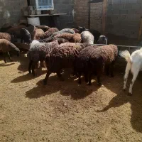 بره نر میش بز