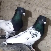 دوتا کله سیاه نر