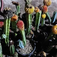 گلهای کاکتوس به قیمت عالی ومناسب حراج زده شد|گل و گیاه طبیعی|کازرون, |دیوار