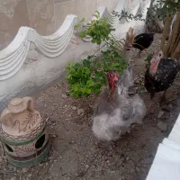 مرغ برهما