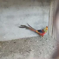 مرغ بلژیکی و هلندی