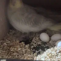 جفت طوطی عروس هلندی کوتوله قناری کبوتر|پرنده|خمینیشهر, |دیوار