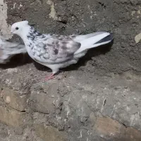 کبوتر پرشی چشم تا ب تا
