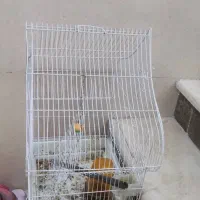 قفس کلبه ای مخصوص طوطی|لوازم جانبی حیوانات|بروجرد, |دیوار