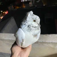 کبوتر ماده گرگی کاکلی