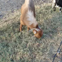 نری و کهره نر حاجی آباد