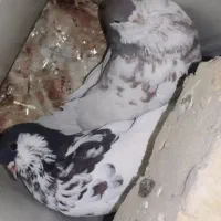 نروماده رنگی گل دار