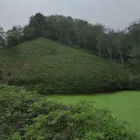 زمین جنگلی کوهستانی لاهیجان با ویو بینظیر|فروش زمین و ملک کلنگی|لاهیجان, بوجایه|دیوار