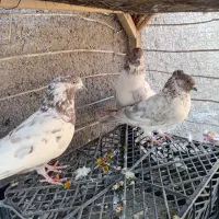 کبوتر پرشی|پرنده|لاران, |دیوار