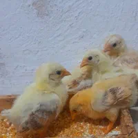 جوجه جاپنیز گلد متلد|حیوانات مزرعه|رشت, پورسینا|دیوار