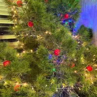 درخت کریسمس طبیعی|صنایع دستی و سایر لوازم تزئینی|تهران, زعفرانیه|دیوار