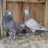 کفتر پرشی نقشی سرور