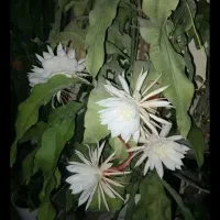 گلهای خاص