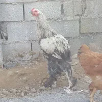 امپراطور و بوقلمون برنز سینه پهن|پرنده|قائمشهر, |دیوار