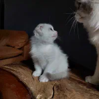 به دنبال سرپرست مهربان هستیم|گربه|اصفهان, مهرآباد|دیوار