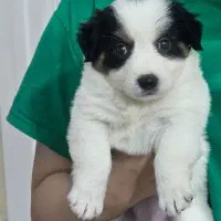 واگذاری توله سگ