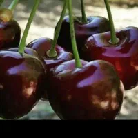 فروش فوری  باغ .دوجیریب ونیم طرح همت اباد هوره|فروش دفتر صنعتی، کشاورزی، تجاری|زاینده رود, |دیوار