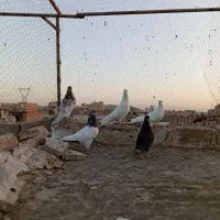 کفتر گرفتنی|پرنده|قم, علی آباد سعدگان|دیوار