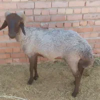 قوچ
