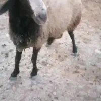 فروش قوچ شال دوساله نژاد دوقلوزا|حیوانات مزرعه|شیراز, حومه شیراز|دیوار