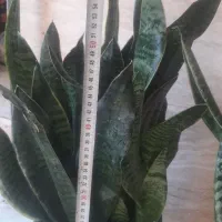 گل و گیاه خانگی