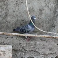 پلاکی|پرنده|اشتهارد, |دیوار