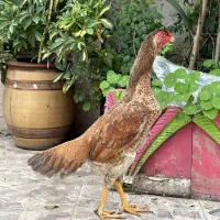 تخم لاری اوشامو وارداتی درجه یک