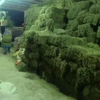 اسب یونجه ساقه درشت و ساق ریز مخصوص اسب