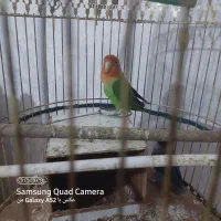 طوطی کوتوله برزیلی