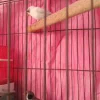 ۱جفت فنچ لپ سیاه باوسایل کامل|پرنده|شیراز, پودنک|دیوار