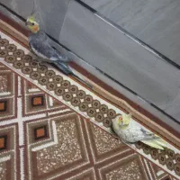 طوطی عروس|پرنده|قزوین, |دیوار