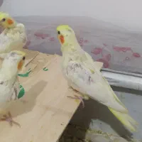 جوجه عروس هلندی