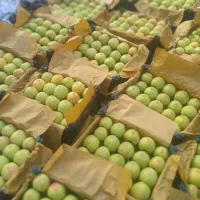 سیب ۳ردیف درجه۱|خوردنی و آشامیدنی|سیلوانه, |دیوار