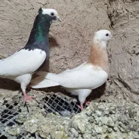 کبوتر|پرنده|مرودشت, تخت جمشید|دیوار