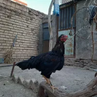 مرغ و خروس