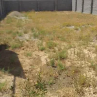 باغچه دماوند خیلی فوری پل لازمم