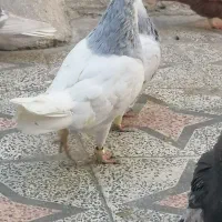 کفتر طوق آبی بردار سرور دم سفید شمعک تخت|پرنده|شیراز, سعدیه جنوبی|دیوار